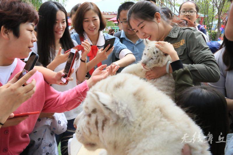 萌宠乐园新篇章：猫咪版全新升级版下载来袭