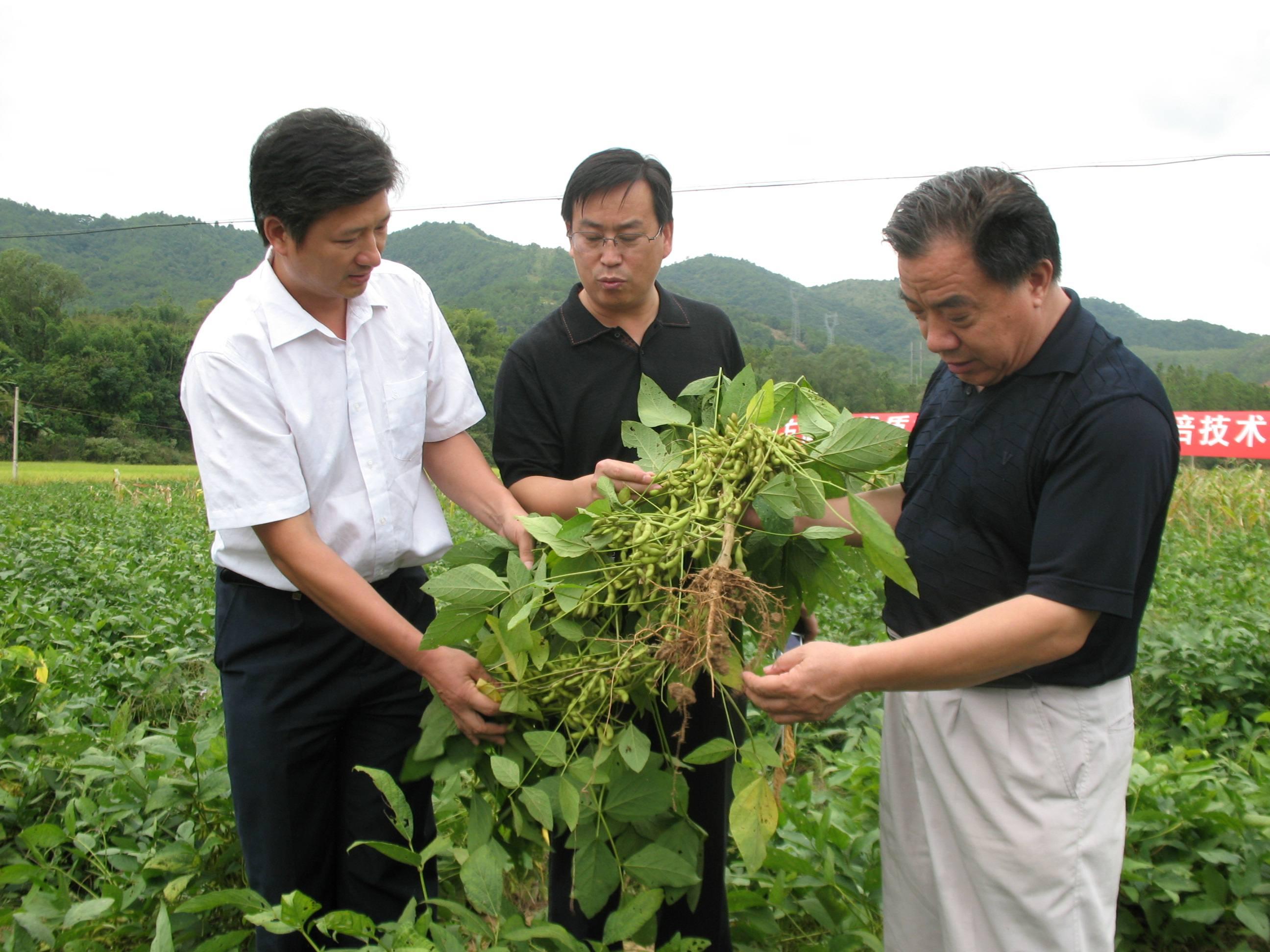 黑龙江豆粕市场迎来美好新行情